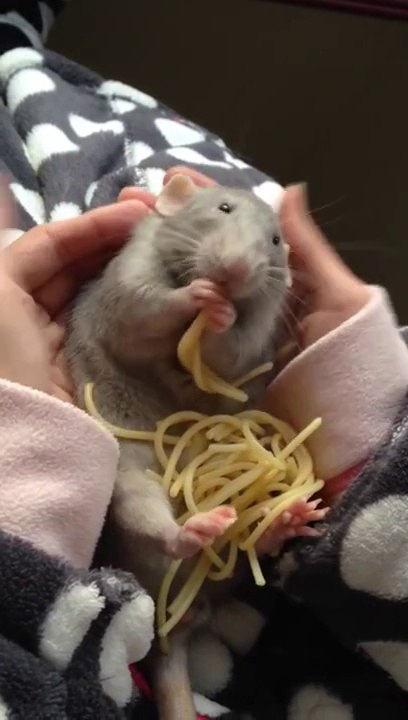 This Pet Rat Eating Spaghetti Is The Cutest Thi...