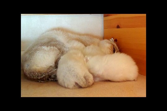 Les chatons ont deux semaines