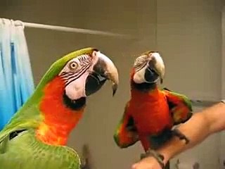 Talking Macaw Shushes Other Bird Video(funny videos) - YouTube