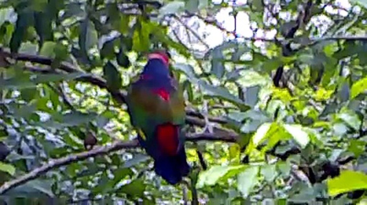 Beautiful Parrots at Lory Loft -