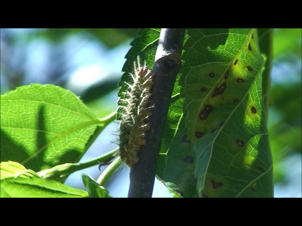 Caterpillar - Taturana