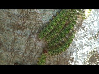 Caterpillar group in the tree - Grupo de Taturanas em uma árvore.