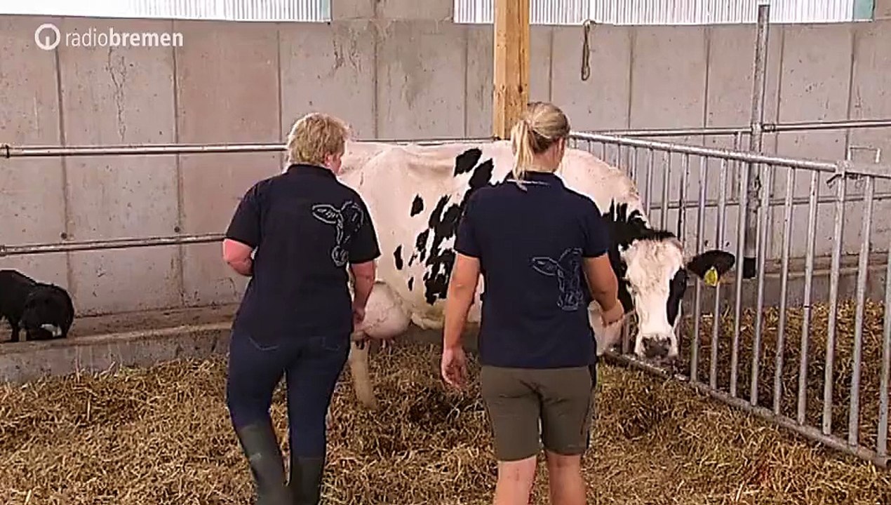 cow baby born video