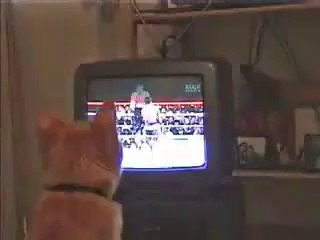 Cat Fighting Very funny video