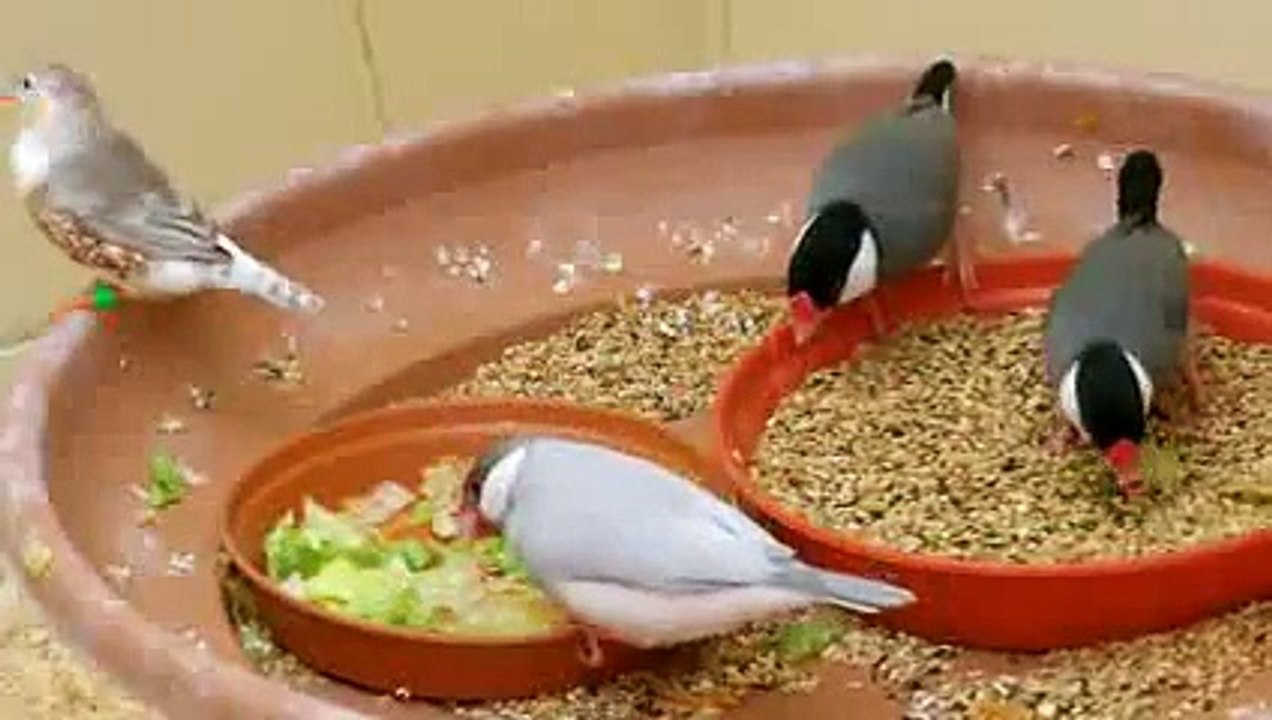 Aviary Birds HD -