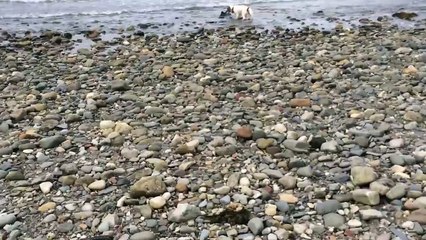 Dog Saves Baby Dolphin on Criccieth Beach