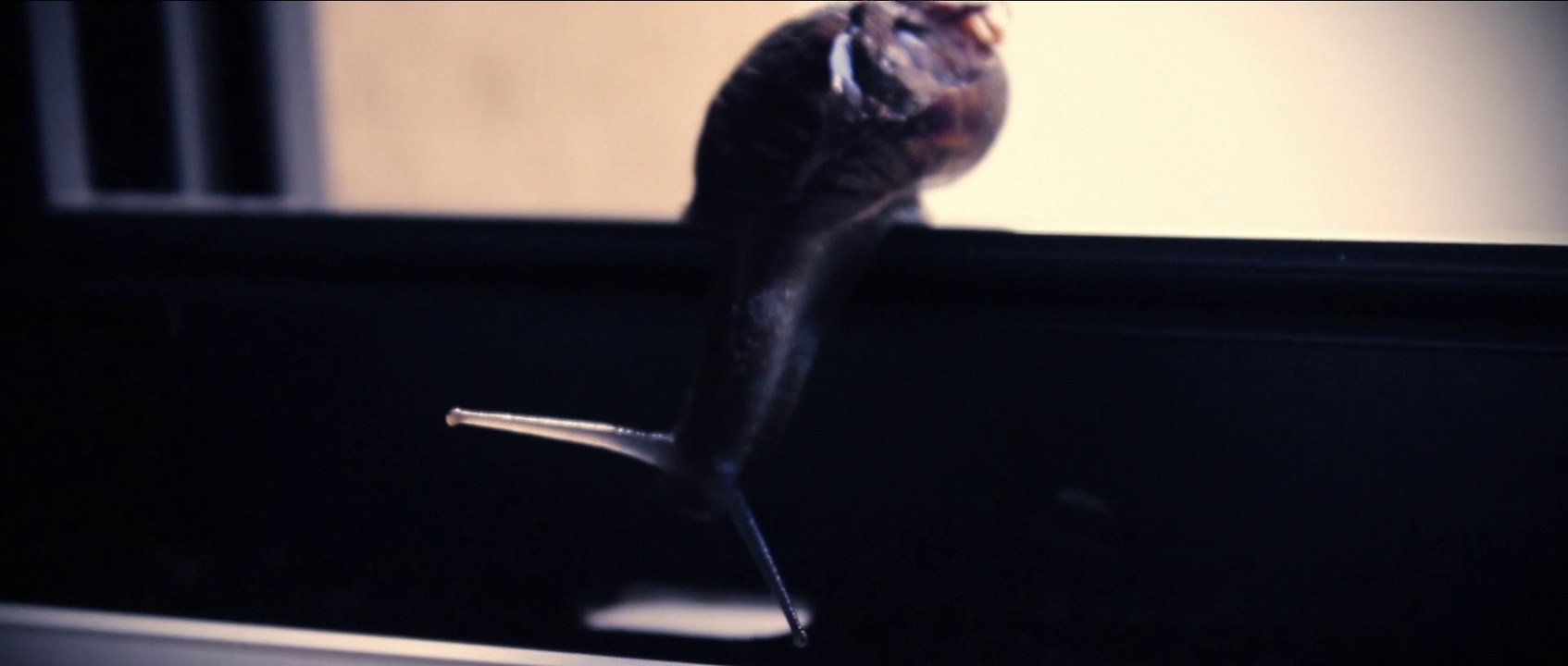 L' escargot