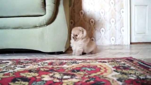 satılık pomeranian boo yavrumuz 0543 223 44 03