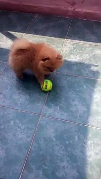 satılık pomeranian boo yavruları 0543 223 44 03