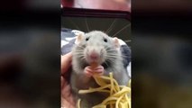Cute rat eating spaghetti