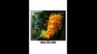 REVIEW Samsung UN40H5003 40-Inch 1080p 60Hz LED TV | led deals | best price samsung led tv | led tv 25