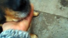 LOLA