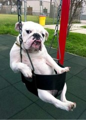 Funny Dogs - A Funny Dog Videos Compilation 2015