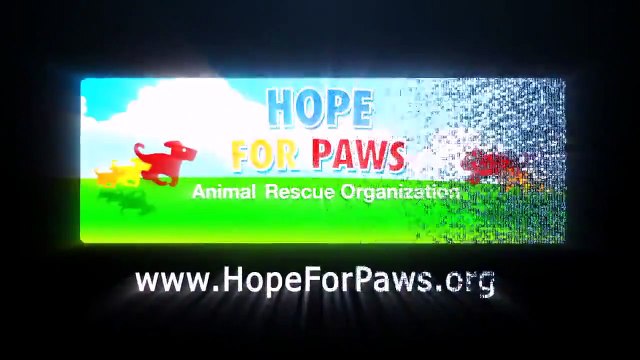 What Happens When Two Abused Pit Bulls Are Put Together Actually Melts My Heart