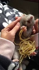 Voici le rat le plus mignon de la planète en train de manger ses spaghettis