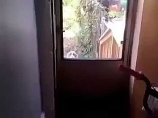 Çocuk sesi çıkaran kedi herkesi şok etti