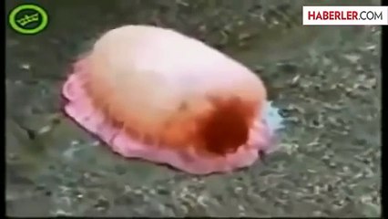 Deniz Anasına Kola Dökersen Ne Olur