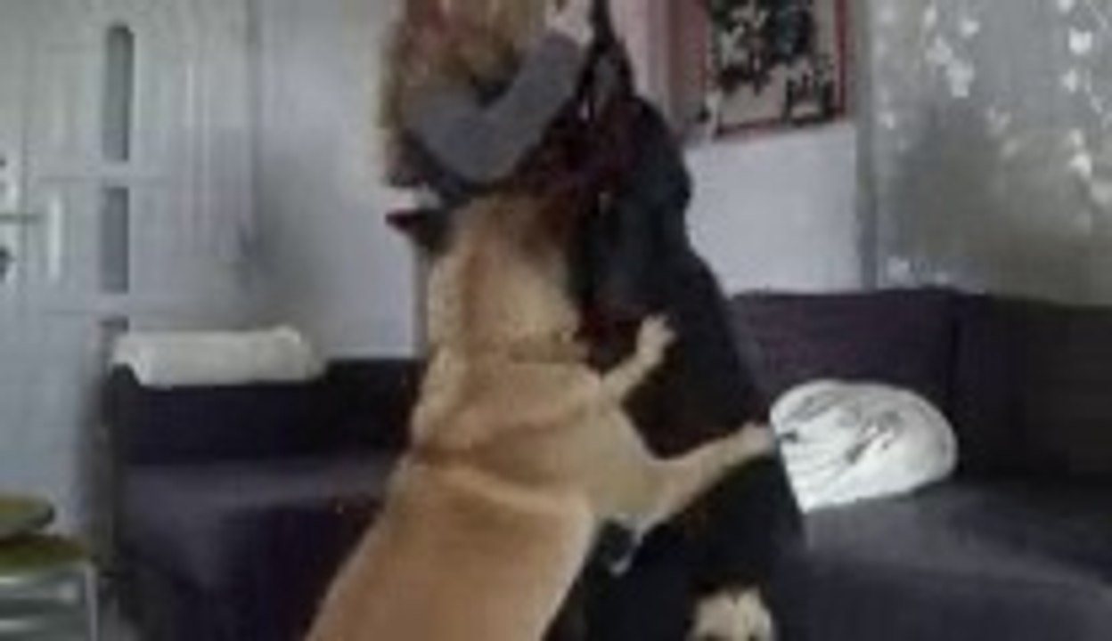 vidéo drole