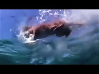 A dolphin save a dog from a shark attack(emotional moment)