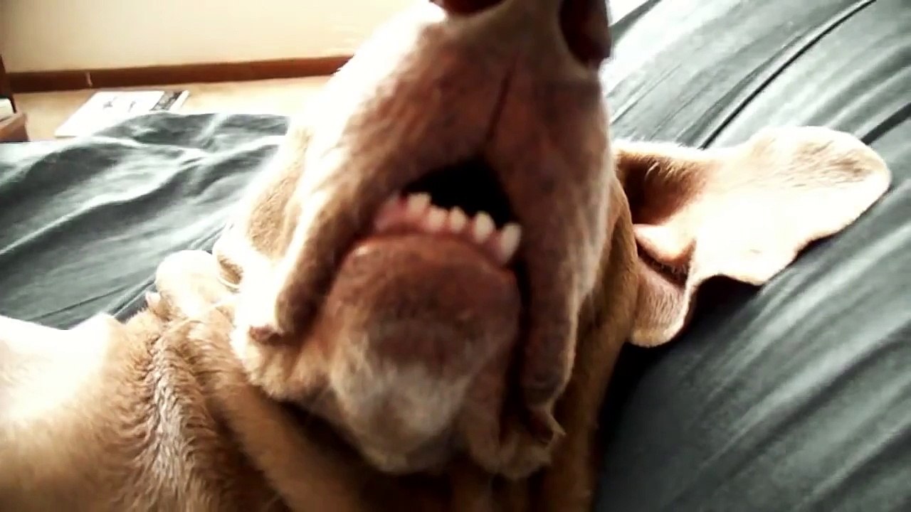 Perro Se Asusta Con Su Propio Pedo!! ★ Perro Divertido - Perro Chistoso - Risa - Gracioso