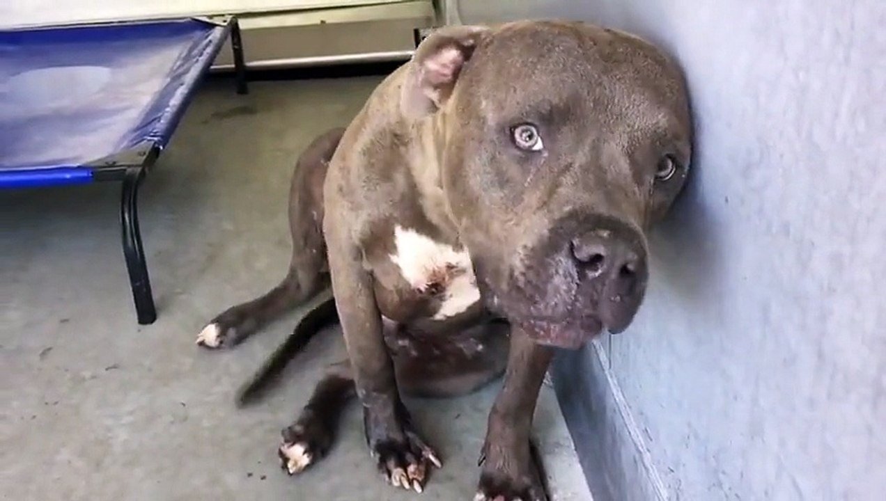 Rescued Pit Bull Shows Love For The Very First Time