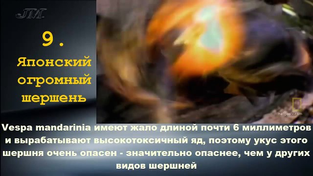 ТОП 10 Самые опасные насекомые планеты — копия