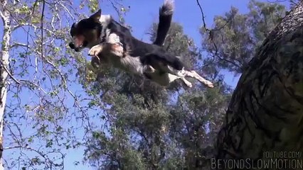 Great Team Dog Vs Man Must Watch