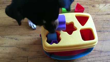 Clever Dog Recognises Shapes