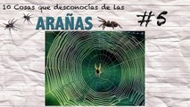 10 Cosas que Desconocías de las ARAÑAS