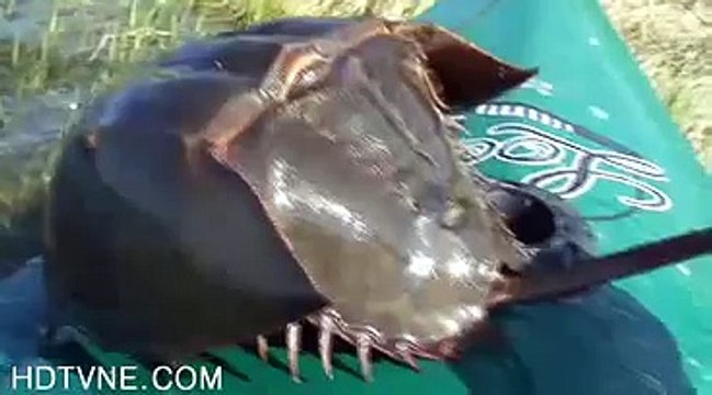 Что за существо в нашли в реке Кама?!