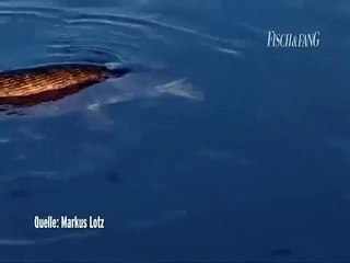 Щука монстр! Офигеть!!!