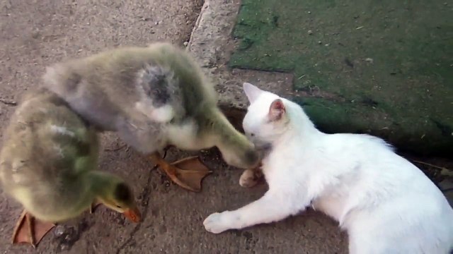 Обхохотаться можно))))))))))