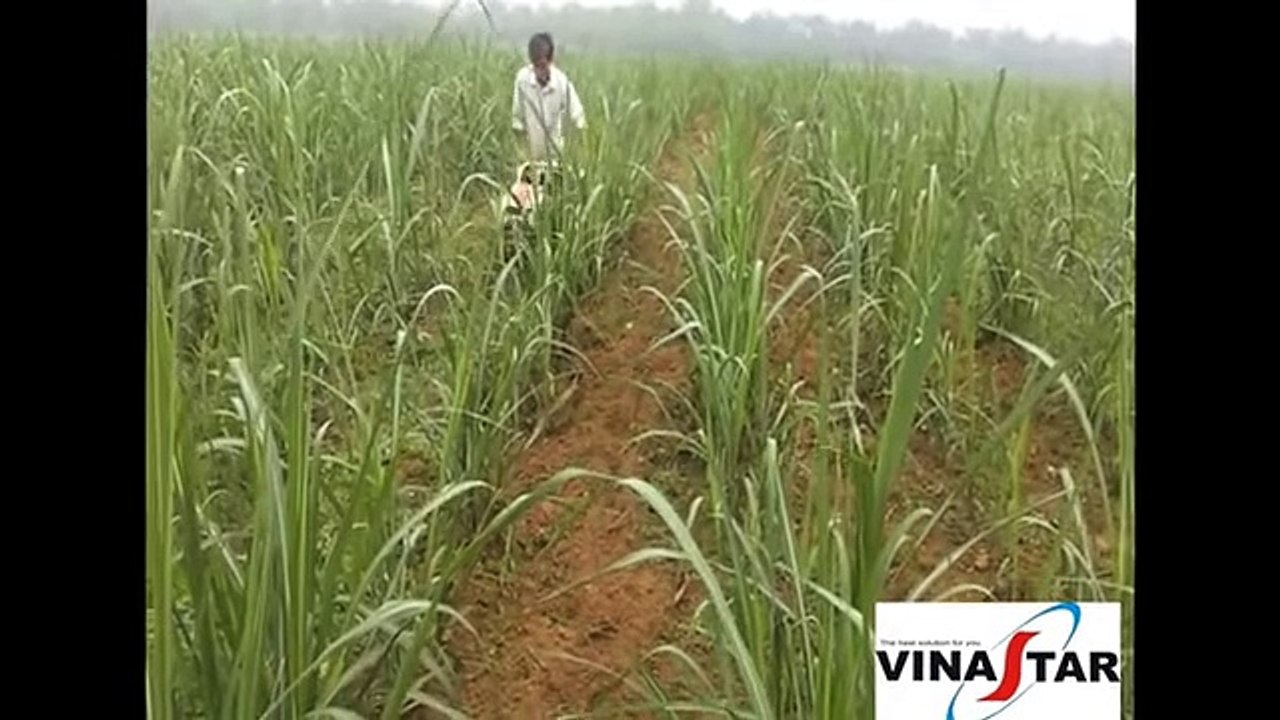 Chức năng chăm sóc mía của máy làm đất trâu vàng IN-1WG4