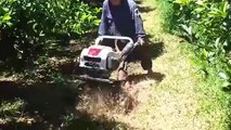 Clip video Làm cỏ cho cây cam bằng máy làm đất đa năng Trâu vàng 1WG4