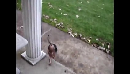 Funny animals Handstand Dog