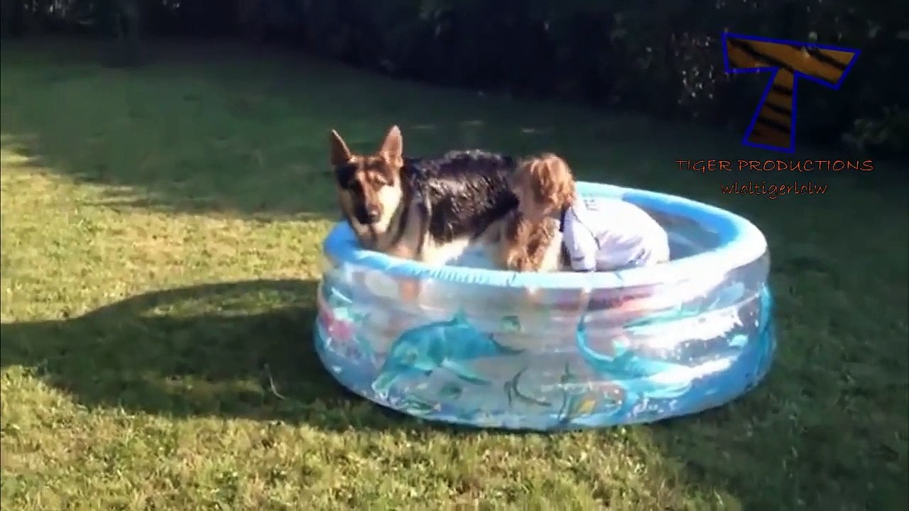 Funny babies and animals bathing together - Cute baby & animal compilation