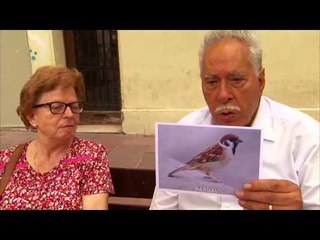 TV3 - Tocats de l'ala - Ocells urbans