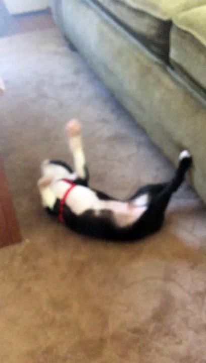 Boston terrier funny!