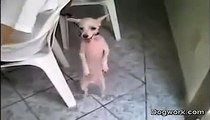 Perrito bailando salsa con mucho ritmo.