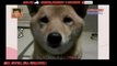 Increible Perro inteligente Ladra Como su dueño le ordena | Videos Sorprendentes,Divertido