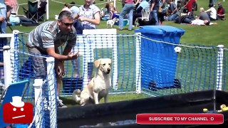 Funny Dogs Fail Compilation (2015) - DOGS FAILS #FUNNYVIDEOS