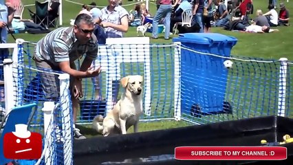 Funny Dogs Fail Compilation (2015) - DOGS FAILS #FUNNYVIDEOS