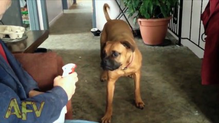 ☺ America's Funniest Home Videos Part 287 (NEW!)