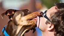 ¡Vamos, besa a tu perro! La ciencia dice que es bueno para tu salud