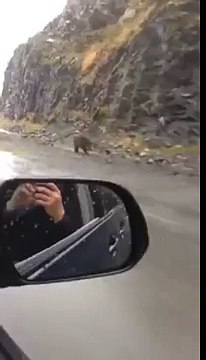 The Reason You Don't Run From A Bear You Can't Out-run It!