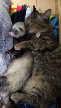 Komari la chatte s'endort avec son frère le furet.