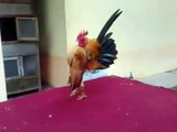 Amazing Funny chicken Animal dancing awesome wonderful great cool video
