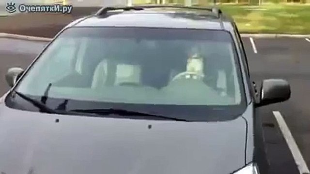 Собачка за рулем, сигналит!)))