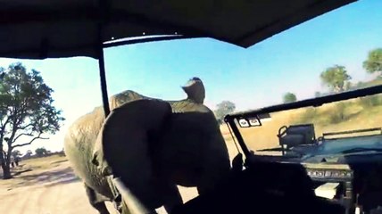 Kızgın Fil İçinde İnsan Olan Jipe Vurdu