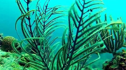 FLYBOARD WORLD CHAMPION (1)